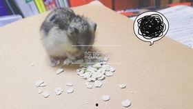 用瓜给仓鼠做吃的视频,仓鼠美食制作教程