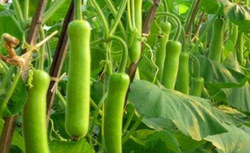 瓠瓜能不能晒干吃呢视频,传统美味的新探索