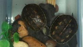 小乌龟吃瓜视频,萌宠美食大揭秘