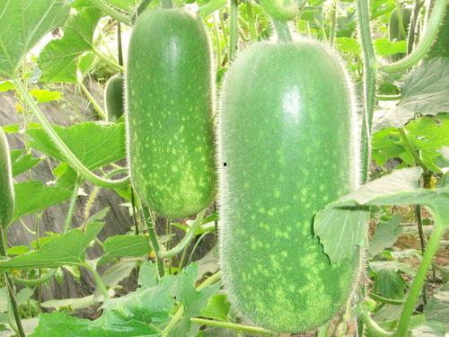 富哥吃哈密瓜视频大全,视频大全带你领略甜蜜诱惑