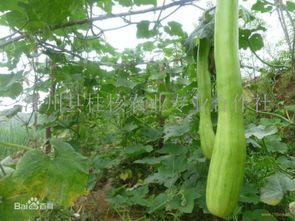 怎么吃砍瓜最好吃视频,视频揭秘最佳食用方法