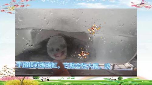 乌龟阔以吃哈密瓜吗视频,揭秘龟类饮食新选择
