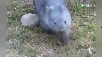 猎奇兔子吃瓜的催眠视频,揭秘神秘催眠视频背后的奇幻世界