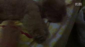 天涯吃瓜的小视频,一场网络狂欢背后的真相