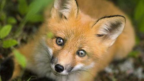 狐狸吃蜜瓜视频大全集,趣味视频大盘点